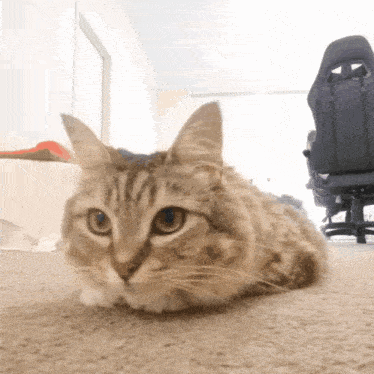 a cat laying on the floor looking at the camera with a chair in the background