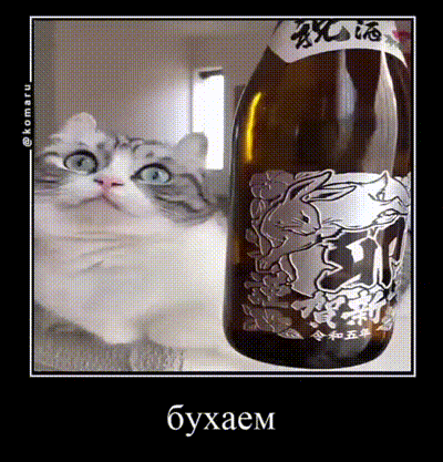 a cat is looking at a bottle of alcohol with a rabbit on the label