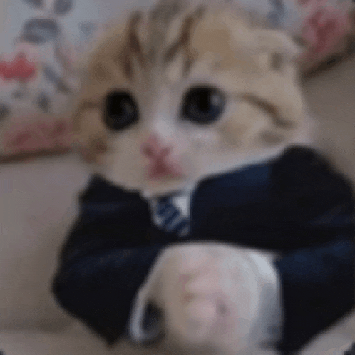 a kitten is wearing a suit and tie .
