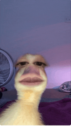a close up of a duck 's face with a white fan in the background