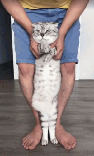 Cat Dance GIF - Cat Dance Belly GIFs