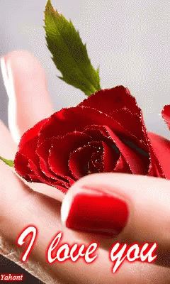 Red Rose Love You GIF - Red Rose Love You I Love You GIFs