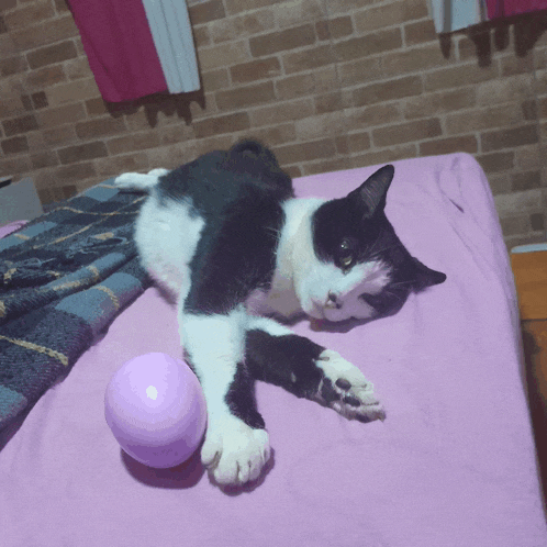 a black and white cat laying on a bed with a pink ball