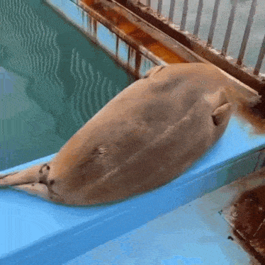 a seal is laying on a blue ledge next to a pool of water .