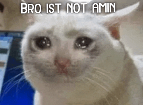a white cat is crying with the words bro ist not amin below it .