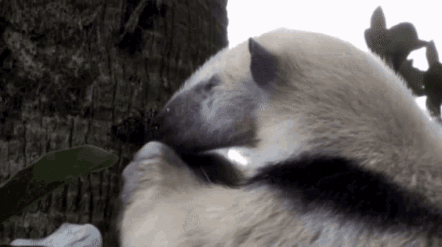 a close up of a squirrel cleaning itself on a tree branch