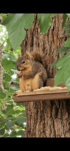 Squirrel Thinking GIF - Squirrel Thinking GIFs