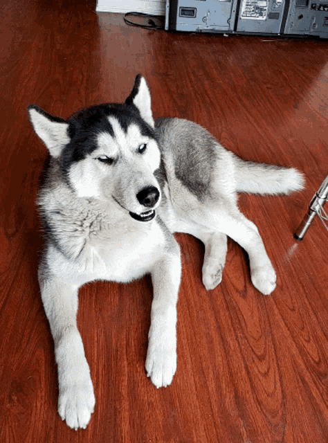 a husky dog is laying on a hardwood floor