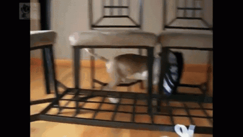 He Insisted On Getting Dressed Himself This Morning GIF - Puppy Giant Shoe Stuck GIFs