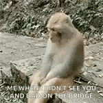 a monkey is sitting on a rock in the woods and looking at the camera .