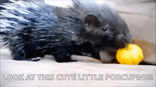 Shummer Baby_porcupine GIF - Shummer Baby_porcupine Porcupine GIFs