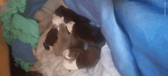 a bunch of puppies are laying on a bed with a blue blanket