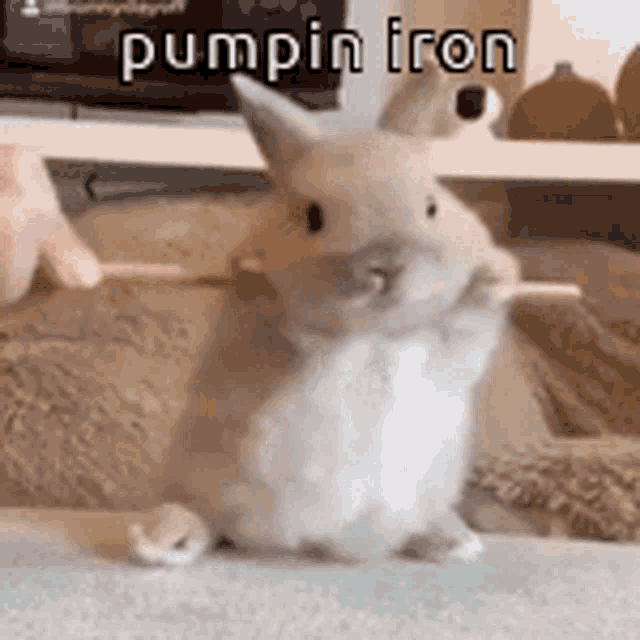 Animals With Captions Pumpin Iron GIF - Animals With Captions Pumpin Iron Funny Bunny GIFs