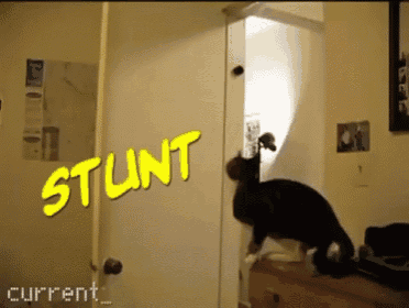 a cat is doing a stunt on a door