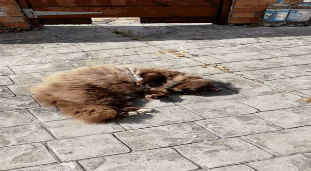 Roll Over Cat GIF - Roll Over Cat Roll GIFs