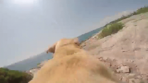 The Dog Days Of Summer GIF - Dog Cute Excited GIFs
