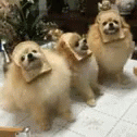 Dogs Pomeranian GIF - Dogs Pomeranian GIFs