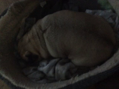 Dog Sleeping In Bed GIF