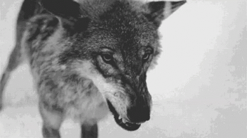 Mad Wolf GIF - Mad Wolf Scary GIFs
