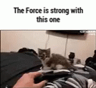 The Force Is Strong With This One Cats GIF - The Force Is Strong With This One Cats Funny Animals GIFs