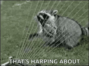 a raccoon is playing with a sprinkler on the grass .