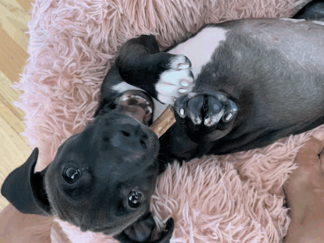 a black and white dog is chewing on a pink blanket