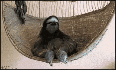 a three toed sloth is sleeping in a hammock .