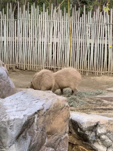 Capybara Zoo GIF - Capybara Zoo GIFs