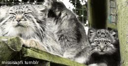 Pallas Cat Manul GIF - Pallas Cat Pallas Cat GIFs