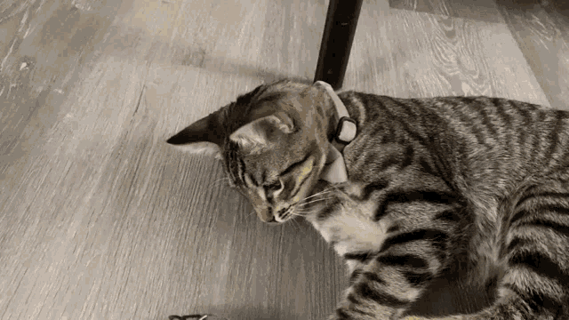 a cat with a white collar is laying on a wooden floor