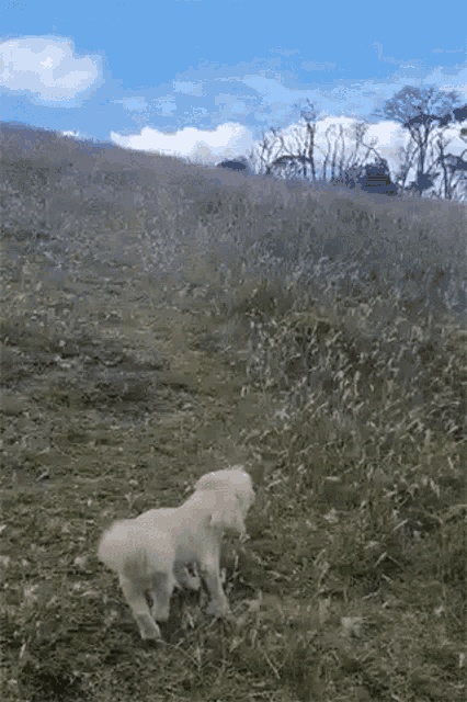 Correndo Na Relva Turismo De Primeira GIF - Correndo Na Relva Turismo De Primeira Cão Correndo GIFs