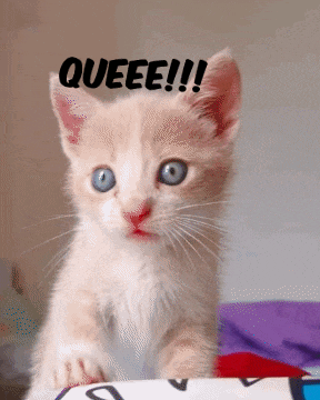 a kitten with blue eyes has the word queee written on its head