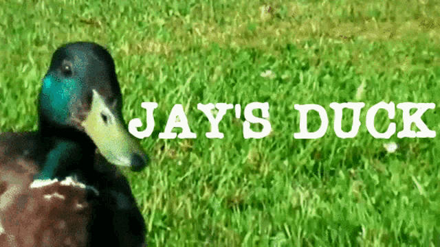 Duck Jay GIF - Duck Jay GIFs
