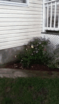 a white house with flowers in front of it and a window