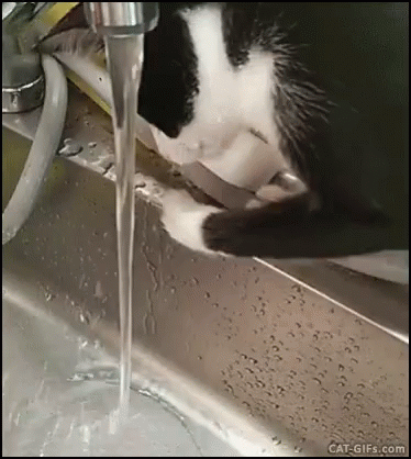Sink Cat GIF - Sink Cat GIFs