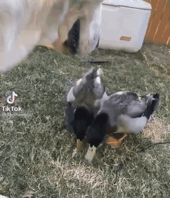 a dog standing next to a duck with a tik tok sticker on it