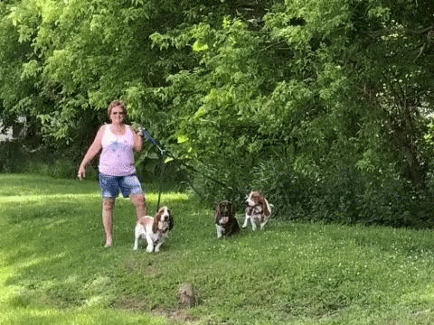 Walking Bassett Hounds Dogs GIF - Walking Bassett Hounds Bassett Hound Dogs GIFs