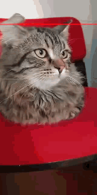 Timelapsescan Timelapsescan Cat GIF - Timelapsescan Timelapsescan Cat Funny Cat GIFs