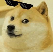 Dog Deal With It GIF - Dog Deal With It GIFs