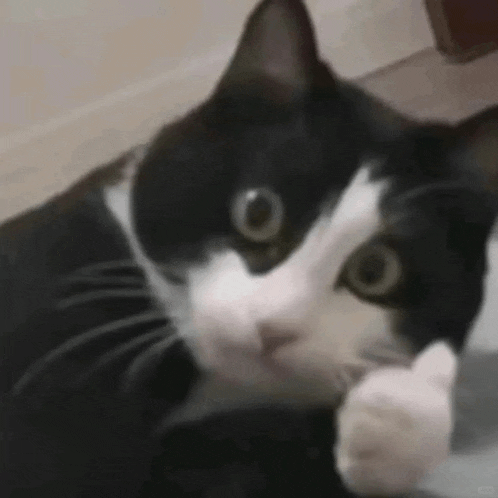 a black and white cat is giving the middle finger .