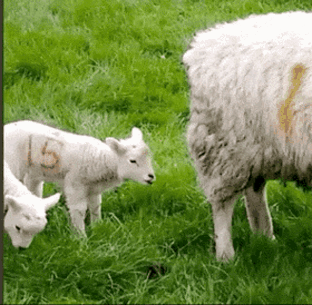 a sheep has the number 15 painted on it