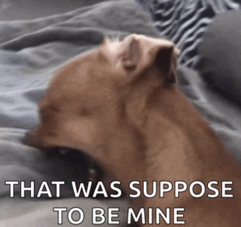 a dog is laying on a bed with the words that was suppose to be mine below it