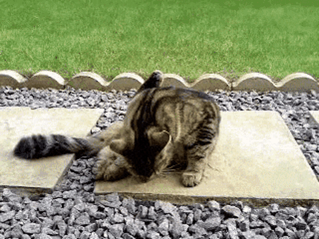 a cat is laying on a stone in a gravel yard
