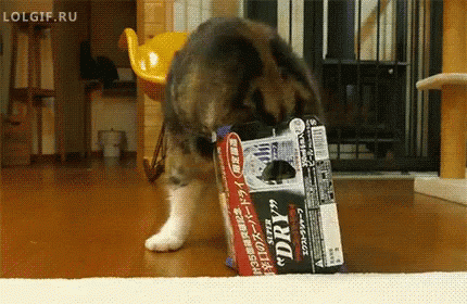 Cat Carton GIF - Cute Cats Box GIFs