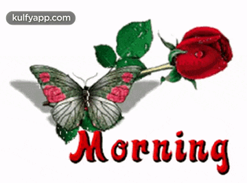 a butterfly is sitting next to a red rose with the words morning written below it