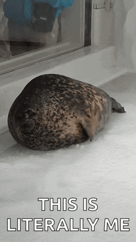 a seal is laying on the floor with the words " this is literally me " below it