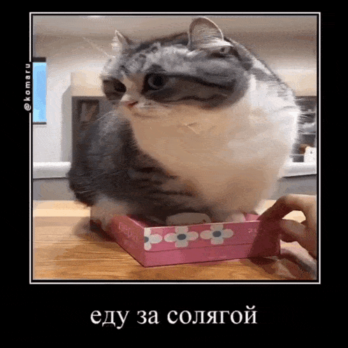 a cat is sitting on top of a pink box with flowers on it ..