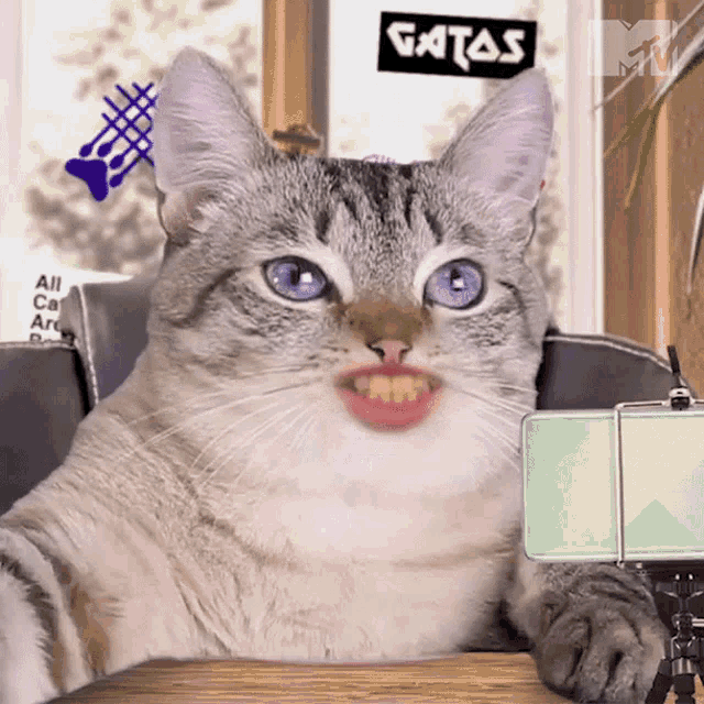 Meow Mtv Miaw GIF - Meow Mtv Miaw Cat Show GIFs