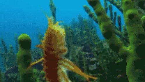Trump Shrimp GIF - Trump Shrimp Trumpshrimp GIFs
