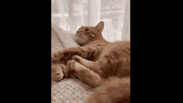 a cat is laying on a couch with its paws on the couch .